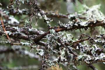 Fragment of the dry branches of a tree covered with a lichen. Interesting look.