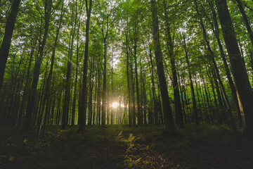 Obraz premium Sunset in a pristine deciduous forest in Hallerbos, Brabantse Wouden National Park, Belgium