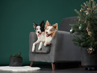 two dogs on chair. Joyful Border Collies with a Christmas tree, a festive studio moment, look...
