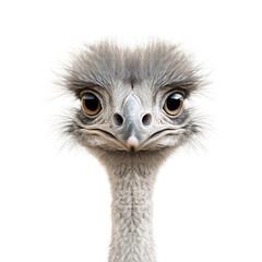 Majestic Ostrich on Transparent background