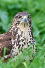 Common buzzard (Buteo buteo)