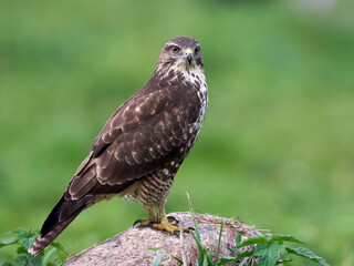 Common buzzard (Buteo buteo)