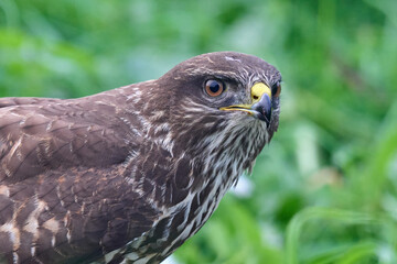 Common buzzard (Buteo buteo)
