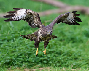 Common buzzard (Buteo buteo)