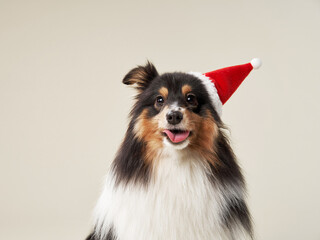 Sheltie in Santa hat exudes Christmas cheer, a studio capture. This dog's festive look is perfect for holiday-themed projects or decor