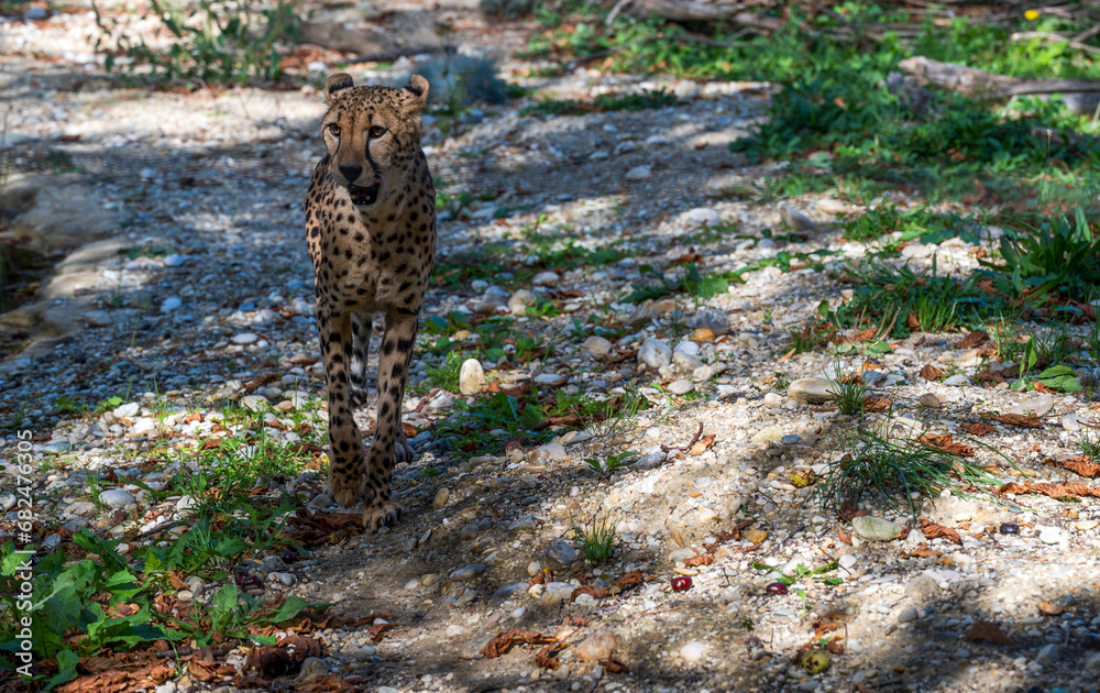 Wall mural Cute cheetah walks in the forest