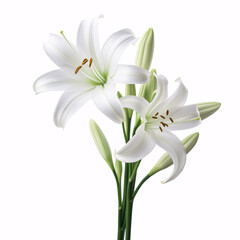 A White Lily (Crinum moorei) isolated on a white background, otherwise known as Natal Lily.