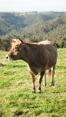 Vaca en pradera verde