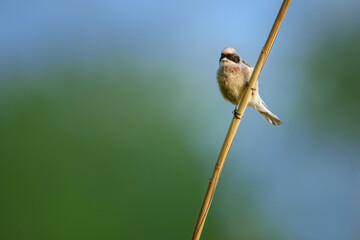 The Eurasian penduline tit or European penduline tit is a passerine bird of the genus Remiz