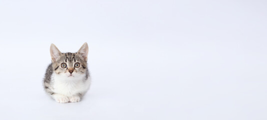 Cute Kitten lying on white background. Copy space for text. Pet shop. Close up portrait of a cute cat. Tiny Kitten looks at the camera. Pet care concept. Copy space. World pet day. Sale banner. 