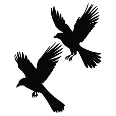 Exotic Bird in Flight Silhouette on White