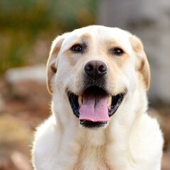 funny labrador retriever dog perfect for dog lover, pet lover, animal lover