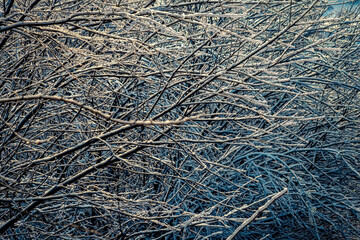 Tree branches covered with ice after rain