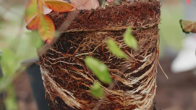 Healthy root system of a young tree community planting