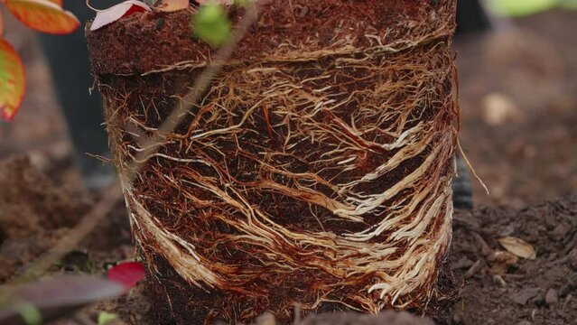 Vibrant root system of a plant exposed before planting