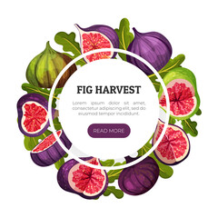 Fig Fruit Banner Design with Green Leaf Vector Template