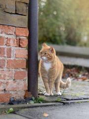 Obraz premium Schöner rot gelber Kater sitzt auf Dorfstraße 