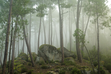 Landscape photography, pine forest on a thick foggy morning. Tree trunks in different planes.