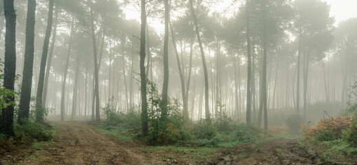 Landscape photography, pine forest on a thick foggy morning. Tree trunks in different planes.