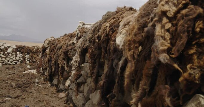 Wool and skin cut from sheep dries in sun and wind. High stone fence, pasture for sheep, on which animal skins and wool hang, dried naturally before processing and further making of clothes. Close up