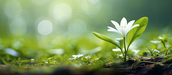 In a picturesque valley of spring, a vibrant white flower blooms, its delicate petals standing out against an isolated white background, surrounded by lush green plants and leaves. - Powered by Adobe