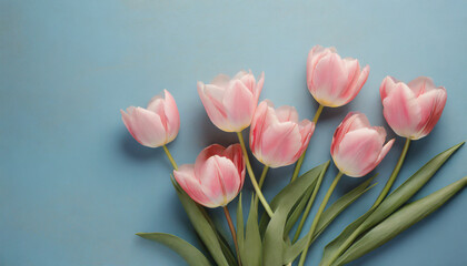Tulips flower on pink background, for greeting card