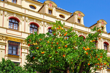 Fototapeta premium Orange tree on streets of Seville, Andalusia, Spain
