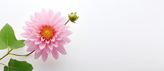 In the midst of summer, a beautiful pink flower with colorful petals and delicate green leaves captivates all with its stunning beauty, isolated against a pristine white background, embodying the