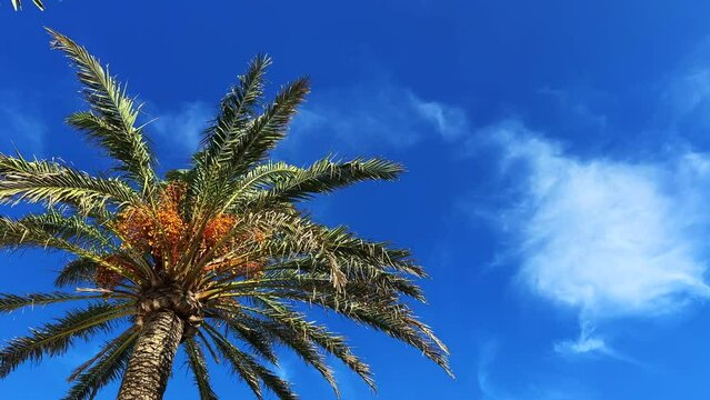 Palm Tree in the blue sky background. Green fresh leaf of tropical exotic date palm tree close-up in the wind, travel vocation concept