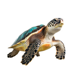 Fototapeta premium a Green Sea Turtle swimming, in motion in a PNG, in an Aquatic-themed, isolated, and transparent photorealistic illustration. Generative ai