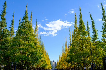 明治神宮外苑の銀杏並木。11月の半ばに黄葉が始まった。