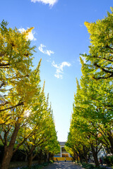 Fototapeta premium 明治神宮外苑の銀杏並木。11月の半ばに黄葉が始まった。