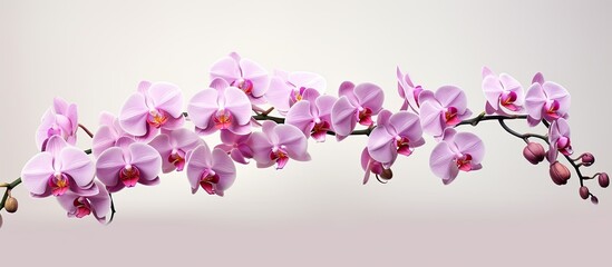 In the garden, a stunning inflorescence of beautiful orchids caught their attention, with pink, purple, and white petals adorning each pink orchid on the slender branch of orchids.