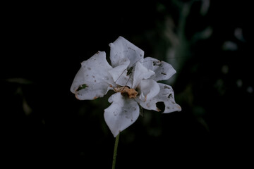 A white rose was eaten to death by an insect. Sad love concept Copy area dark background