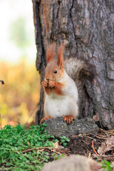 squirrel in the forest © dsj.kz