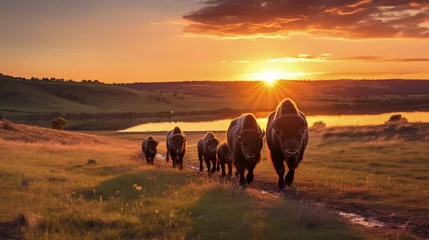 Poster Bison herd with calves at sunrise at Fort Niobrara National Wildlife Refuge in Valentine, Nebraska, USA © HN Works