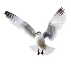 Obraz premium a Common seagull in-flight, front view in an isolated and transparent PNG in a Nature-themed, photorealistic illustration. Generative ai