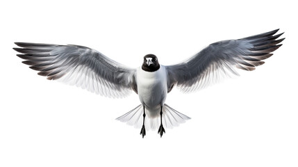 a Seagull/Laughing Gull in-flight frontal view in an isolated and transparent PNG in a Nature-themed, photorealistic illustration. Generative ai