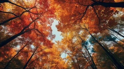 A lush forest canopy with leaves transitioning from green to fiery red.