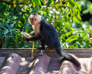 Wild Capuchin Monkey Eating a Banana