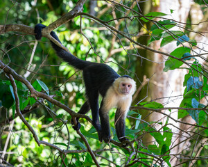 Wild Capuchin Monkey in a Tree - 682504706