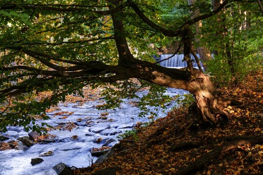 Autumn with a curved tree by the weir. River Juhyne near the village of Komarno. Moravia. Czechia.