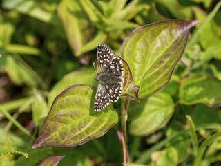 Grizzled Skipper Butterfly. Wings Open.