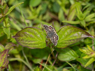 Grizzled Skipper Butterfly. Wings Open.