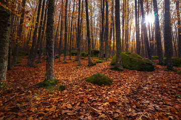 Trees of a chestnut forest with the ground covered with leaves and the sunlight getting between the trunks