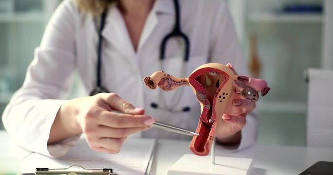 Structure of female genital organs and libido. Vaginal candidiasis causes symptoms diagnosis