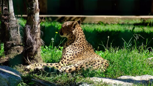 Calm cheetah in captivity grooms its fur