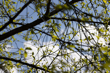 deciduous trees in the forest in the spring season