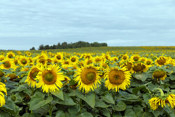 sunflower field in summer during the flowering of sunflower flowers