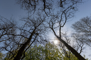 spring park with trees with the first green foliage